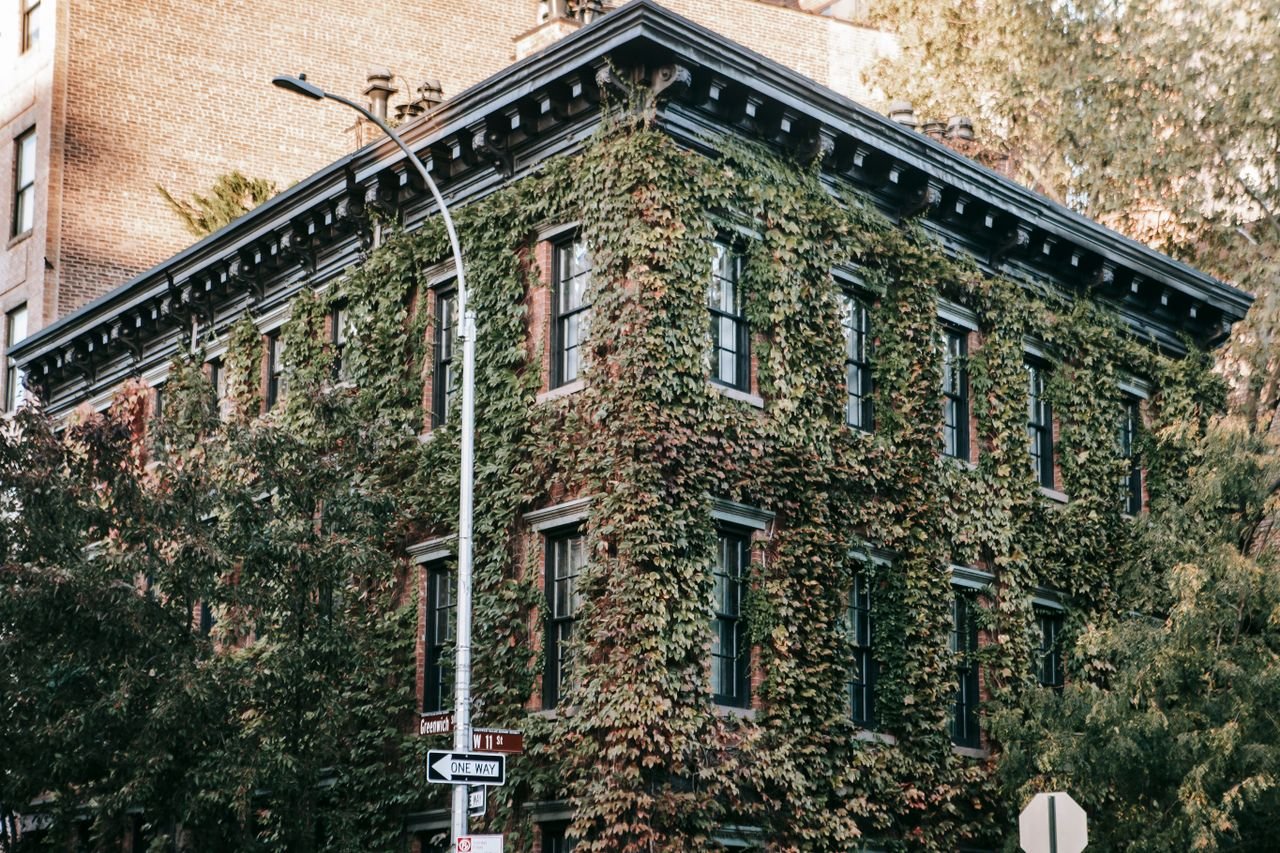 Exterior of old residential building with windows and green climbing plant in city in daylight